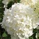 Hydrangea paniculata Great Star 'Phantom'