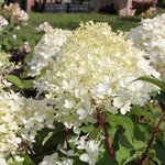 Hydrangea paniculata Great Star 'Phantom'