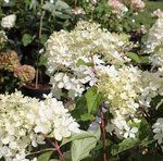 Hydrangea paniculata Great Star 'Phantom'