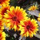 Heliopsis helianthoides 'Funky Spinner'