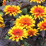 Heliopsis helianthoides 'Funky Spinner'