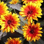 Heliopsis helianthoides 'Funky Spinner'