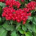 Pentas lanceolata
