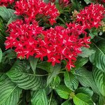 Pentas lanceolata