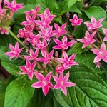 Pentas lanceolata
