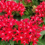 Pentas lanceolata