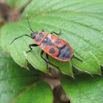 Gendarme - Pyrrhocoris apterus