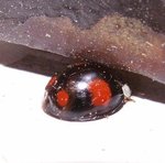 Coccinelle