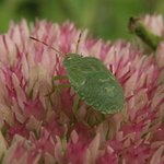 Punaise - Heteroptera