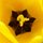 tulipe botanique 'Tarda'