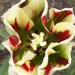 Tulipe - Tulipa