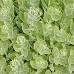 Sedum spectabile - Orpin