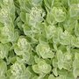 Sedum spectabile - Orpin