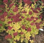 Sedum spectabile - Orpin