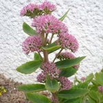 Sedum spectabile - Orpin