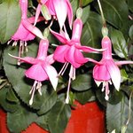 Fuchsia