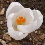 Crocus