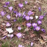 Crocus