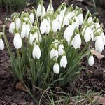 Perce-neige - Galanthus nivalis 