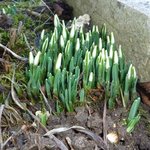 Perce-neige - Galanthus nivalis 