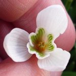 Perce-neige - Galanthus nivalis 