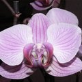 Phalaenopsis - Orchidée papillon