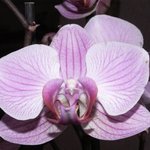 Phalaenopsis - Orchidée papillon