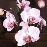 Phalaenopsis - Orchidée papillon