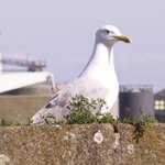 Goëland - Oiseau