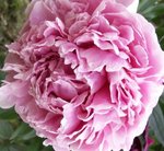 Pivoine - Paeonia