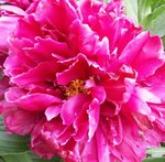 Pivoine - Paeonia