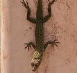 Lézard 