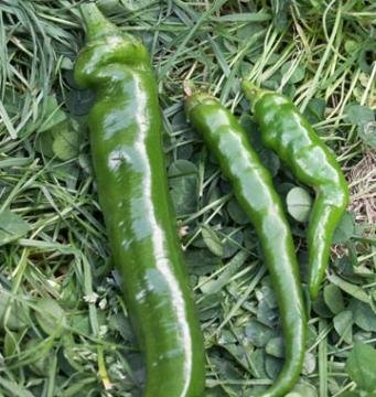 Quand Cueillir Les Piments ?