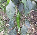 Piment - Capsicum annuum