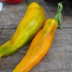 Piment - Capsicum annuum