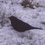 Merle noir - Oiseau