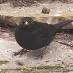 Merle noir - Oiseau