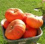 Potiron - Cucurbita maxima - Courge