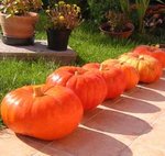 Potiron - Cucurbita maxima - Courge