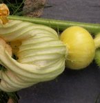 Potiron - Cucurbita maxima - Courge