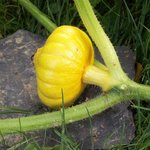 Potiron - Cucurbita maxima - Courge