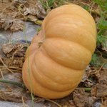 Potiron - Cucurbita maxima - Courge