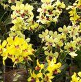 Dendrobium (phalaenopsis) - Orchidée