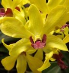 Dendrobium (phalaenopsis) - Orchidée