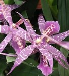 Miltassia - Orchidée