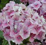 Hortensia - Hydrangea macrophylla