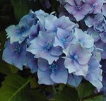 Hortensia - Hydrangea macrophylla