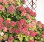 Hortensia - Hydrangea macrophylla