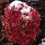 Hortensia - Hydrangea macrophylla