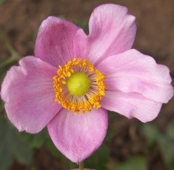 Anémone du Japon - Anemone japonica